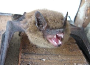 A harassed-looking bat in a Greensboro home