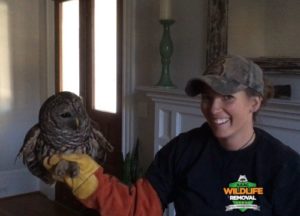 Barred owl found in Greensboro home