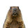 Groundhog on a white background