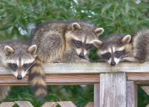 Three raccoons in the yard