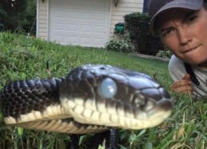 Christie hunting a snake in Greensboro yard