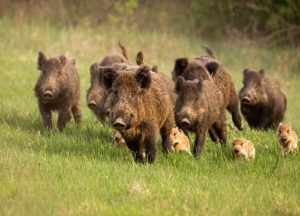 Wild Hogs running through a field that must be removed