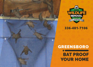 bat proofing my greensboro home