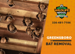bat exclusion in greensboro