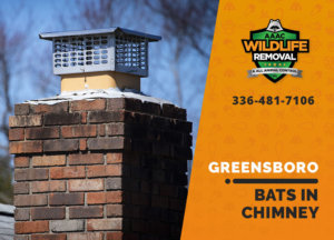 bat in chimney greensboro