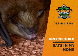 bats in my greensboro home