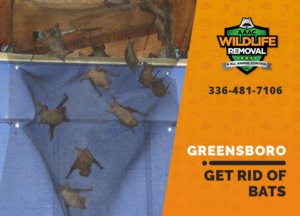 get rid of bats greensboro