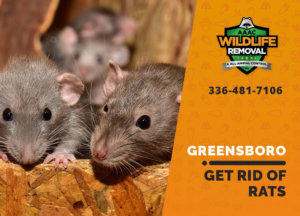 get rid of rats greensboro