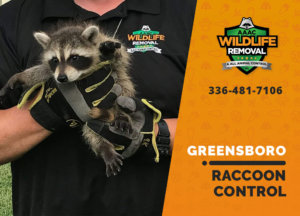 raccoon control greensboro