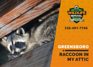 raccoon stuck in attic greensboro