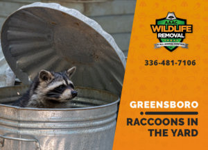 raccoons in my yard greensboro