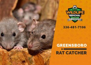 greensboro rat catcher