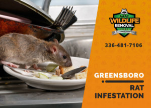 rat infestation signs greensboro