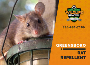 rat repellent useful greensboro