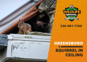 squirrel stuck in ceiling greensboro