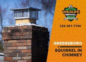 squirrel stuck in chimney greensboro