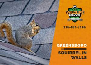 squirrel in the wall greensboro