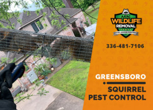 squirrel pest control in greensboro