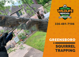 squirrel trapping program greensboro