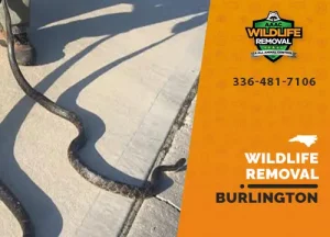 Burlington Wildlife Removal professional removing pest animal