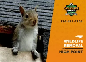 High Point Wildlife Removal professional removing pest animal