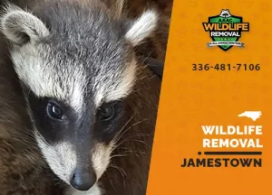 Jamestown Wildlife Removal professional removing pest animal