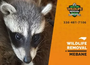 Mebane Wildlife Removal professional removing pest animal