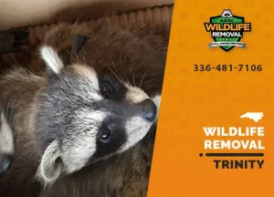 Trinity Wildlife Removal professional removing pest animal