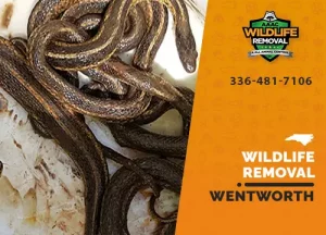Wentworth Wildlife Removal professional removing pest animal
