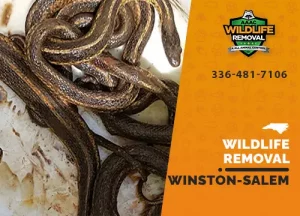 Winston-Salem Wildlife Removal professional removing pest animal